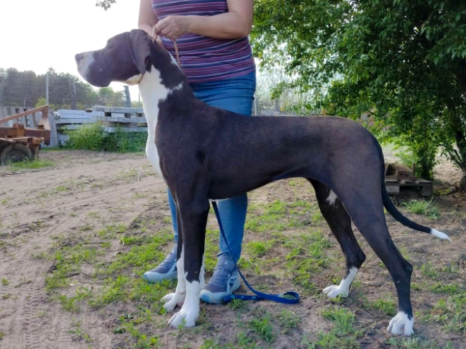 Deutsche Dogge Welpe kaufen