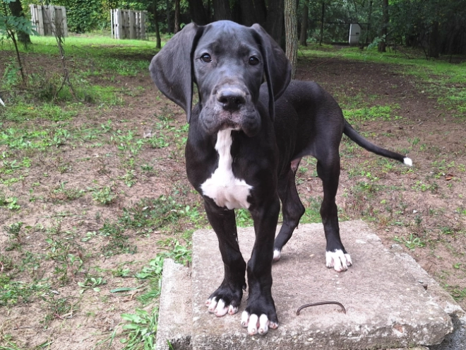Great Dane puppy for sale