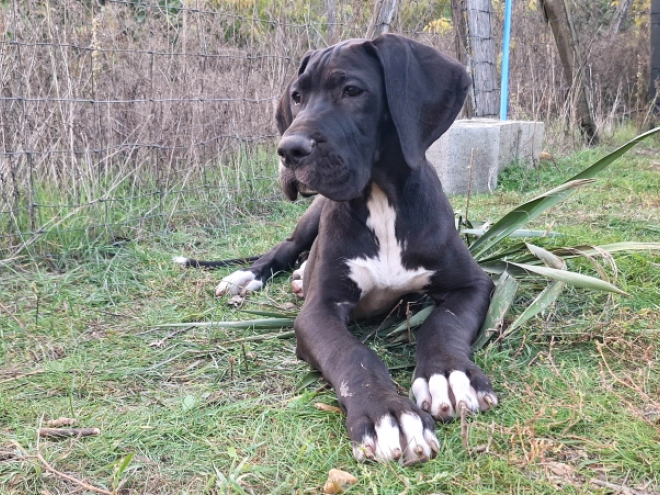 Great Dane puppy for sale