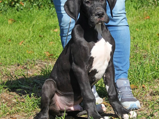 Great Dane puppy for sale