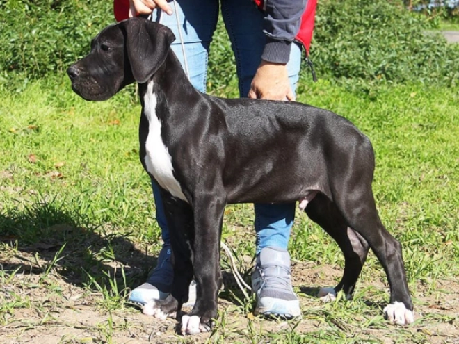 Great Dane puppy for sale
