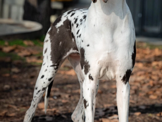 Deutsche Dogge Welpe kaufen