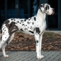 Whitney, harlequin Gran Danés en venta