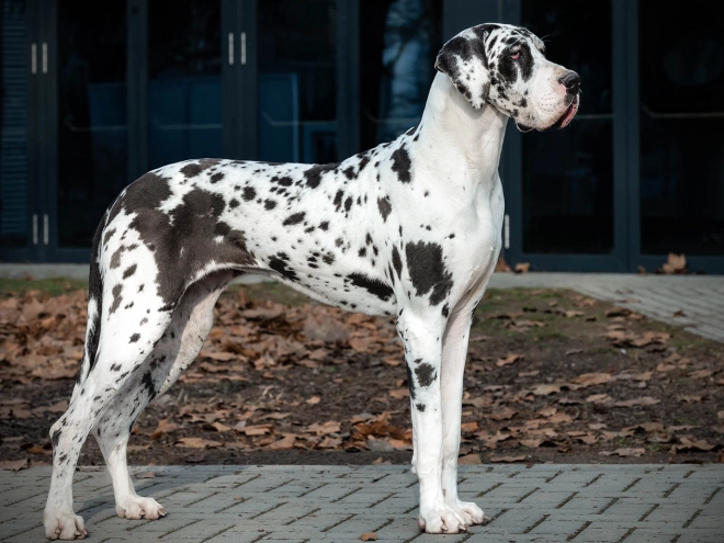 Deutsche Dogge Welpe kaufen
