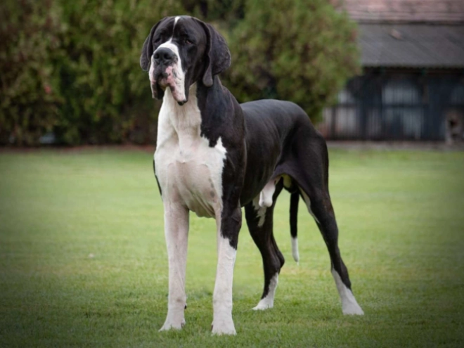 Deutsche Dogge Welpe kaufen
