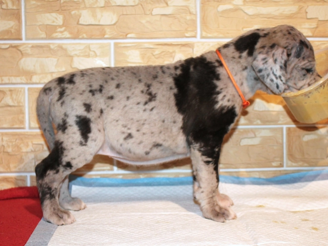 Deutsche Dogge Welpe kaufen