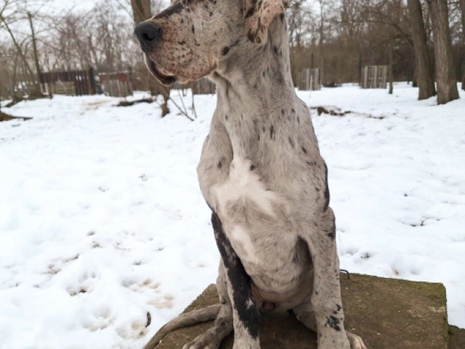 Deutsche Dogge Welpe kaufen