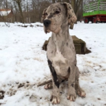 Blue Cheese, merle Deutsche Dogge Welpen kaufen