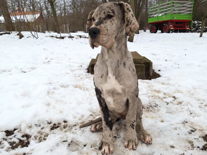 Deutsche Dogge Welpe kaufen