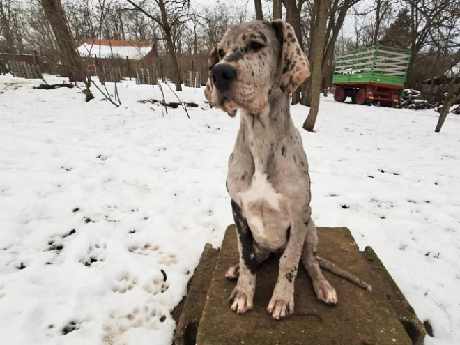 Deutsche Dogge Welpe kaufen