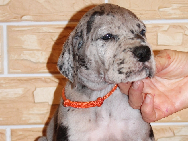 Deutsche Dogge Welpe kaufen