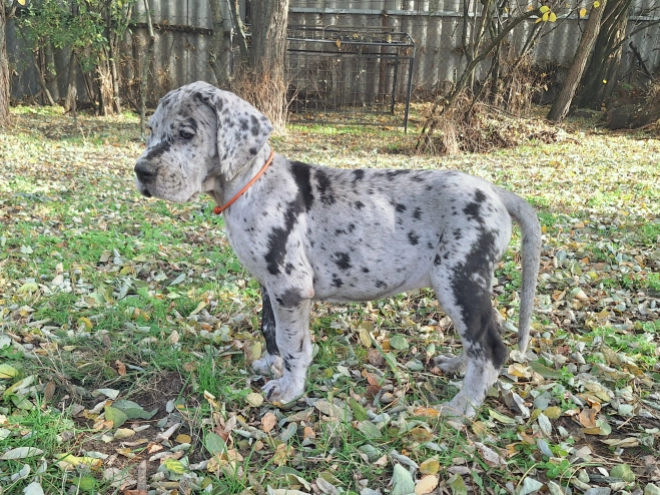 Deutsche Dogge Welpe kaufen