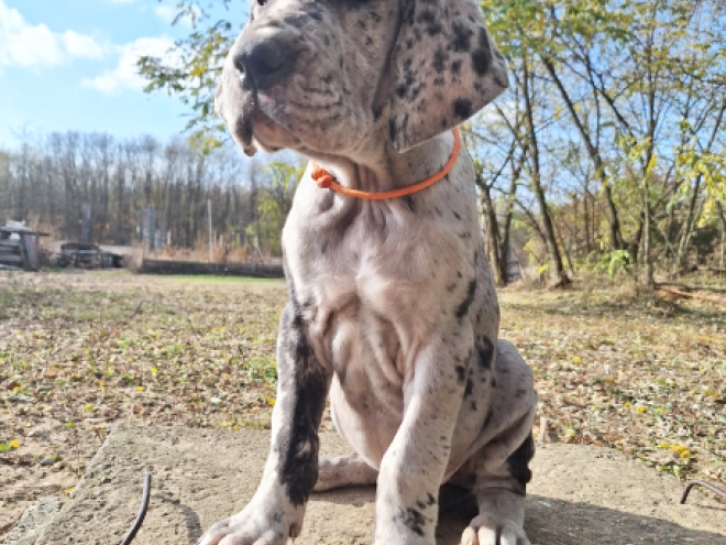 Deutsche Dogge Welpe kaufen