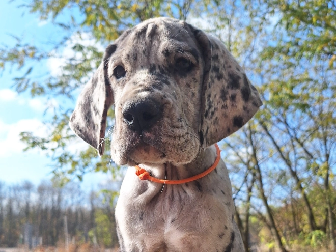 Deutsche Dogge Welpe kaufen