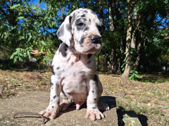 Deutsche Dogge Welpe kaufen