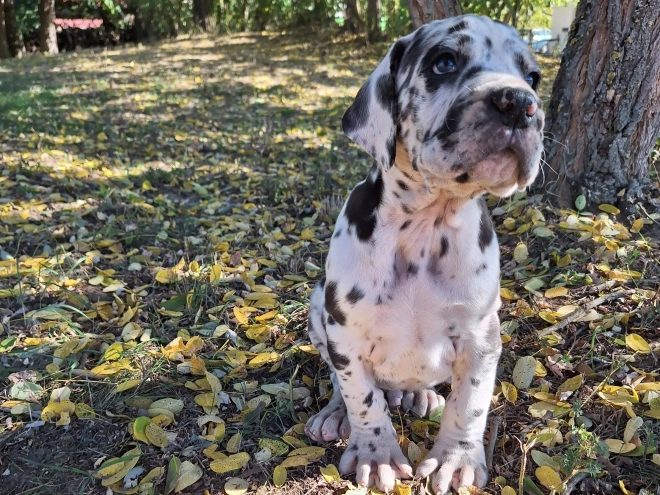 Deutsche Dogge Welpe kaufen