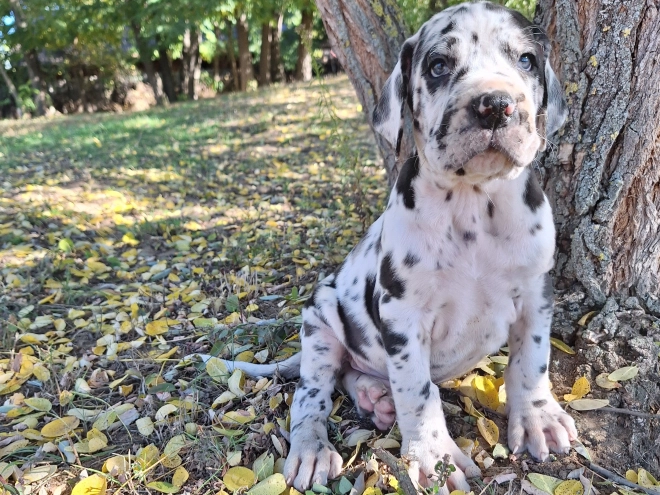 Deutsche Dogge Welpe kaufen