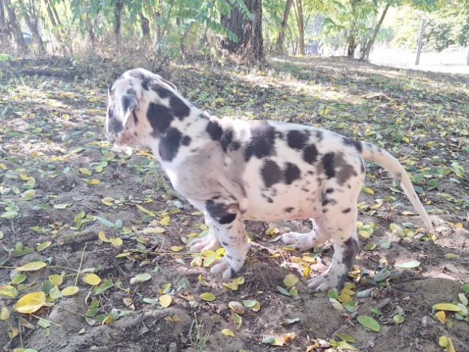 Deutsche Dogge Welpe kaufen