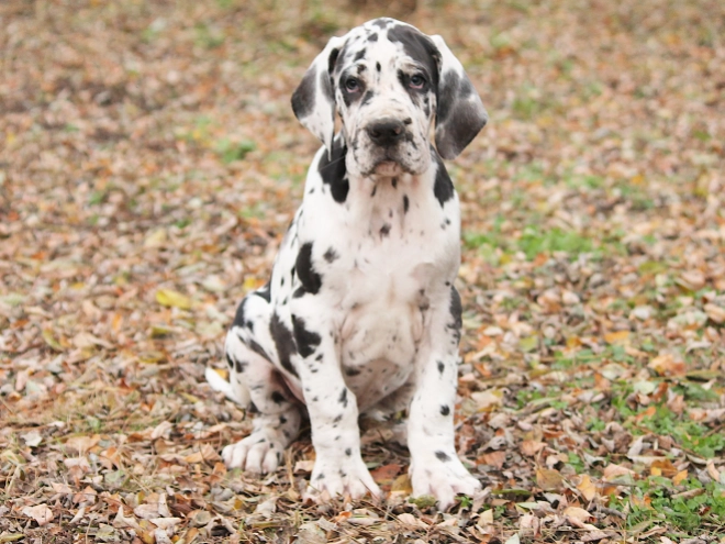 Deutsche Dogge Welpe kaufen