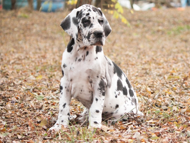 Deutsche Dogge Welpe kaufen