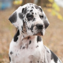 Feton, harlequin Deutsche Dogge Welpen kaufen