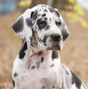 Great Dane puppy for sale