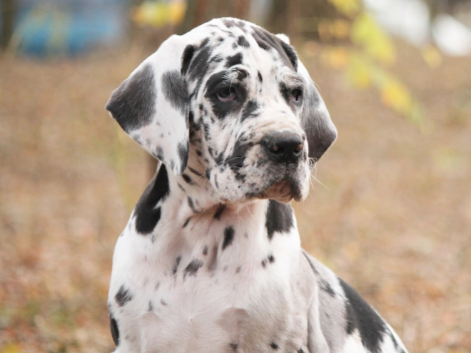 Deutsche Dogge Welpe kaufen