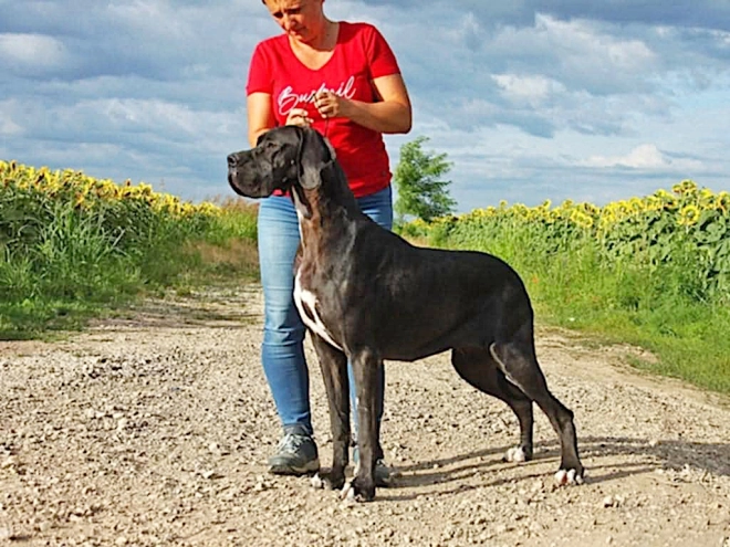 Deutsche Dogge Welpe kaufen