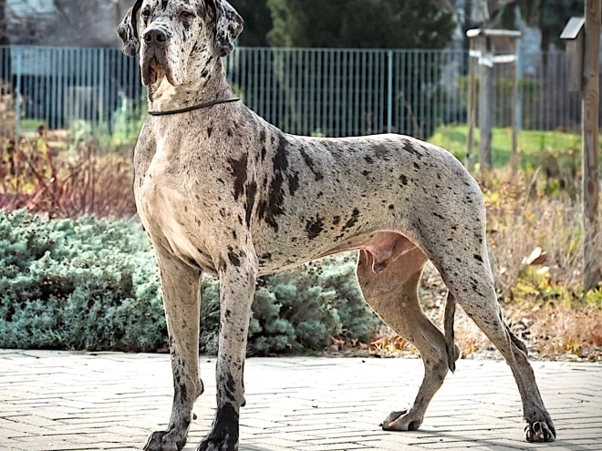 Deutsche Dogge Welpe kaufen