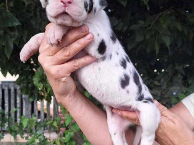 Deutsche Dogge Welpe kaufen