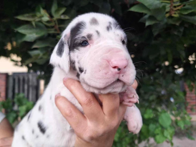 Deutsche Dogge Welpe kaufen