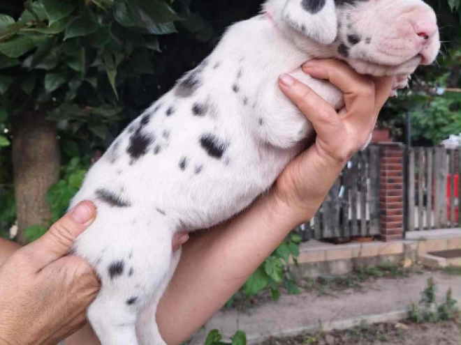 Deutsche Dogge Welpe kaufen