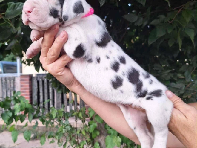 Deutsche Dogge Welpe kaufen