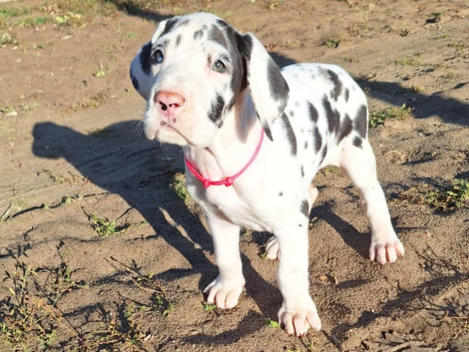Deutsche Dogge Welpe kaufen