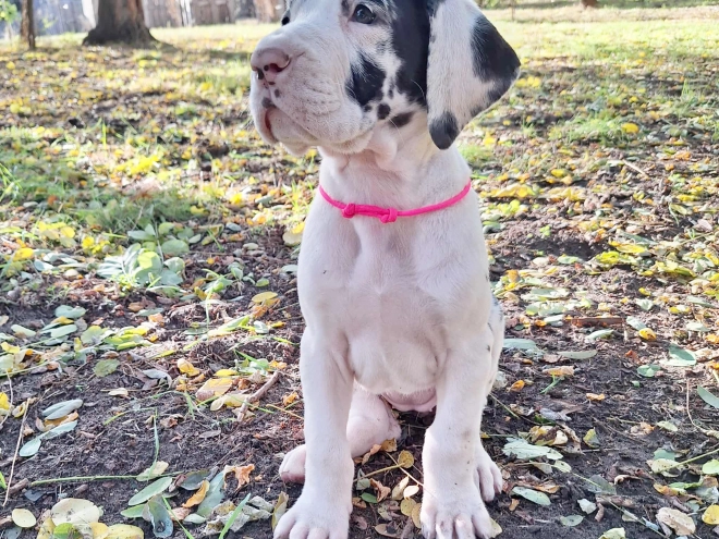 Deutsche Dogge Welpe kaufen
