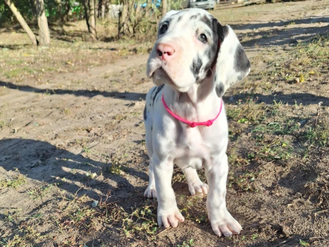 Deutsche Dogge Welpe kaufen