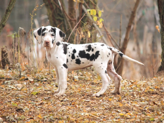 Deutsche Dogge Welpe kaufen