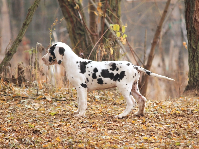 Deutsche Dogge Welpe kaufen