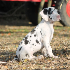 Great Dane puppy for sale