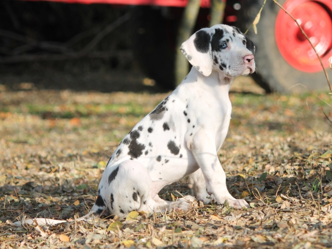 Deutsche Dogge Welpe kaufen