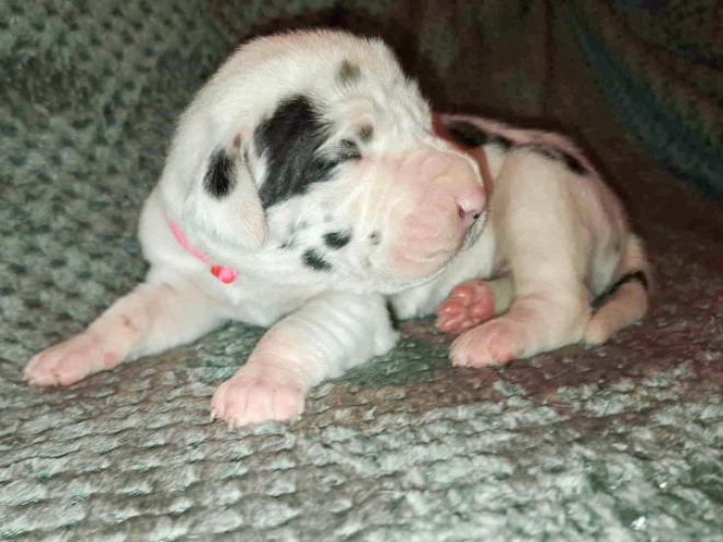 Deutsche Dogge Welpe kaufen