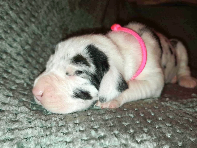 Deutsche Dogge Welpe kaufen