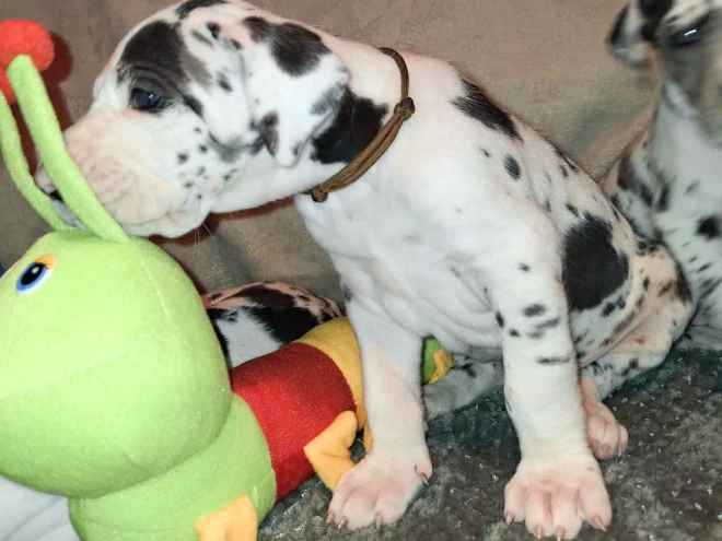 Great Dane puppy for sale