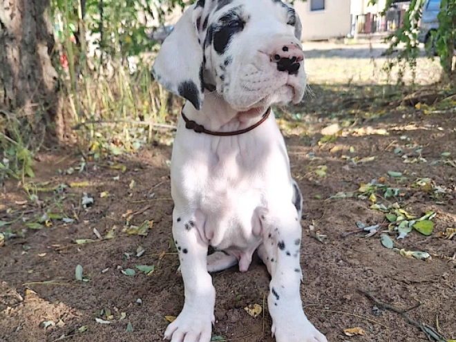 Great Dane puppy for sale
