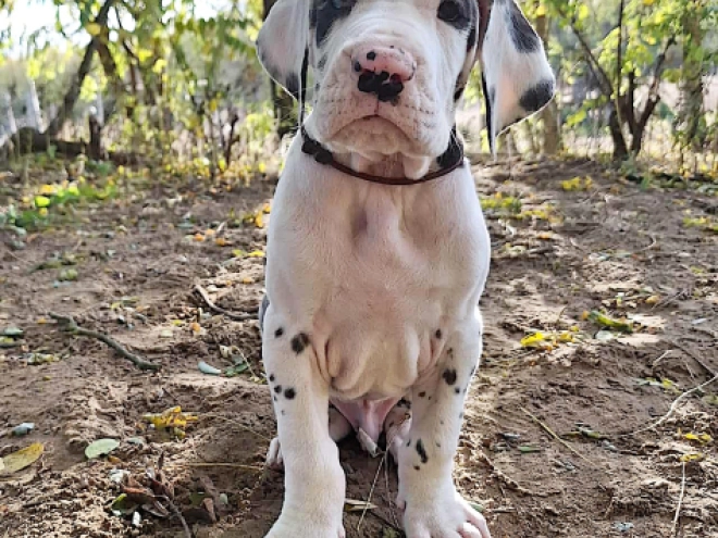 Great Dane puppy for sale