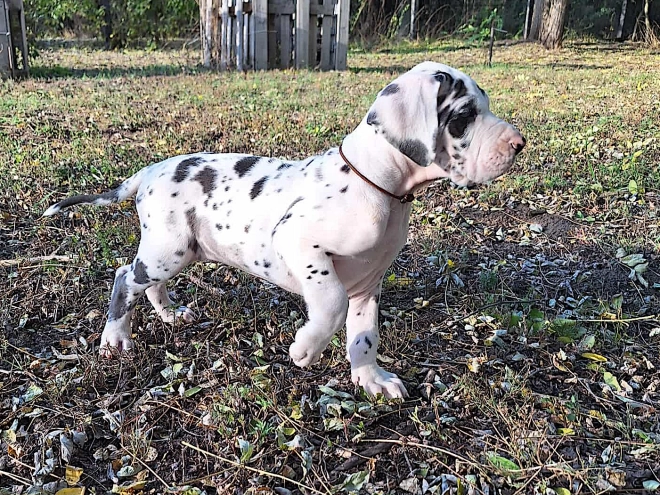 Great Dane puppy for sale