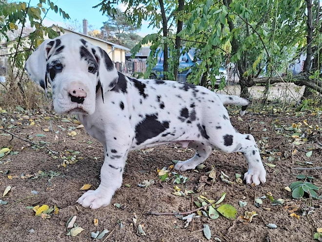 Great Dane puppy for sale