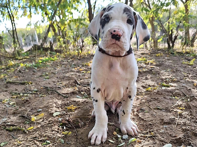 Great Dane puppy for sale