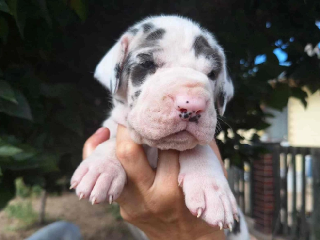 Great Dane puppy for sale