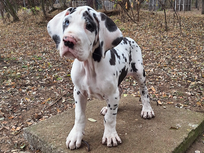 Great Dane puppy for sale